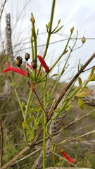 Gambelia juncea