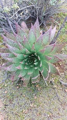Dudleya ingens