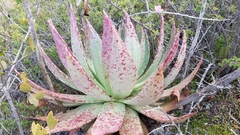 Dudleya ingens