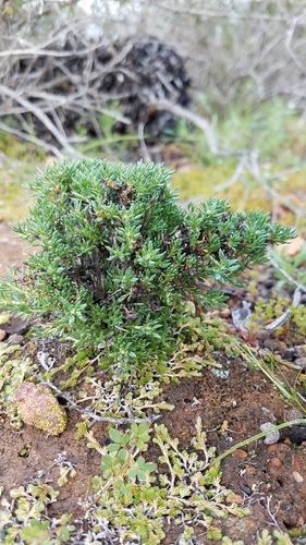 Image of Eriogonum fastigiatum by (c) Alan Rockefeller, some rights reserved (CC BY)