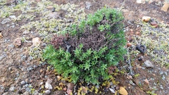 Eriogonum fastigiatum