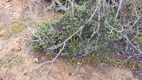 Image of Eriogonum fastigiatum by (c) Alan Rockefeller, some rights reserved (CC BY)