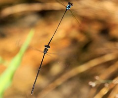 Nososticta flavipennis