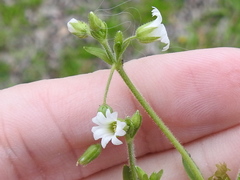 Cerastium brachypodum
