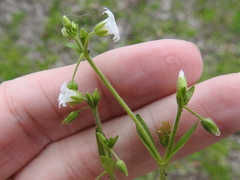 Cerastium brachypodum