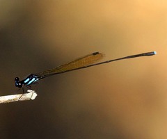 Nososticta flavipennis