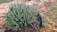 Dudleya attenuata