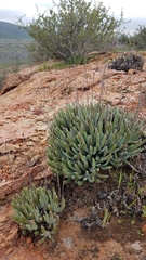 Dudleya attenuata