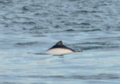 Cephalorhynchus commersonii