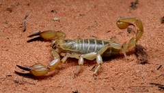 Urodacus yaschenkoi