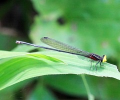 Pseudagrion crocops