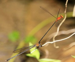 Pseudagrion ustum