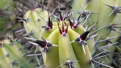 Myrtillocactus cochal