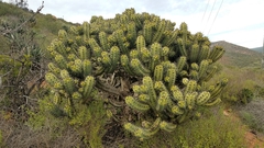 Myrtillocactus cochal