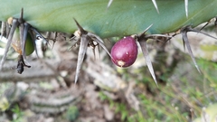 Myrtillocactus cochal