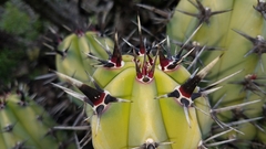 Myrtillocactus cochal