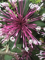 Clerodendrum quadriloculare