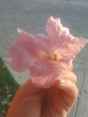 Tabebuia rosea