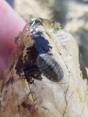 Chitonoidea