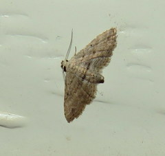 Araeopteron canescens