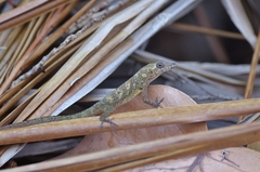 Anolis aeneus