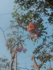 Tabebuia rosea