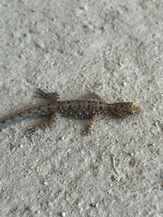 Cnemaspis mysoriensis