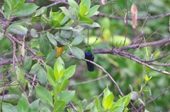 Eulampis holosericeus