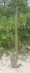 Armatocereus cartwrightianus
