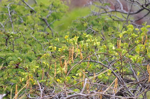 Senna bicapsularis