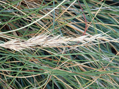 Festuca coxii