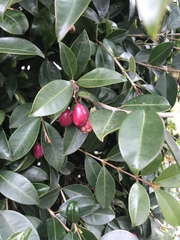 Syzygium paniculatum