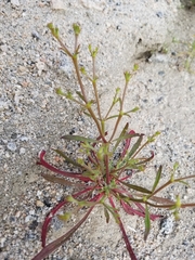 Chorizanthe brevicornu