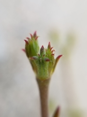 Chorizanthe brevicornu