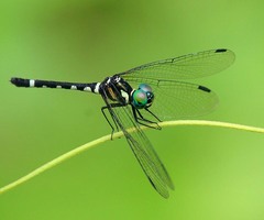 Tetrathemis leptoptera