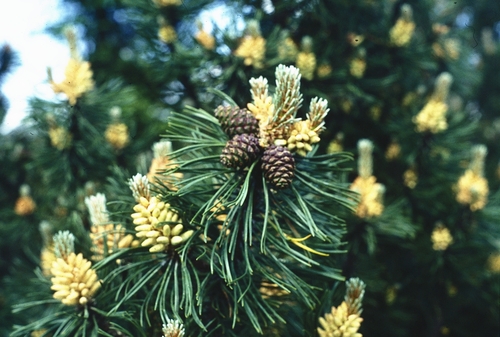 Mountain pine (Pinus mugo)