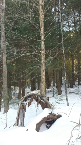 yellow birch (Betula alleghaniensis)