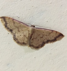 Idaea impexa