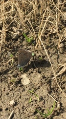 Glaucopsyche lygdamus australis