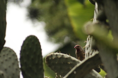 Haemorhous mexicanus