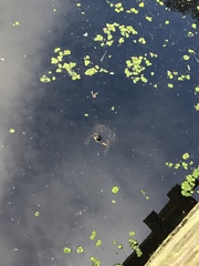Trachemys scripta image