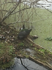 Trachemys scripta image