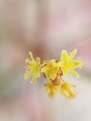 Eriogonum thomasii