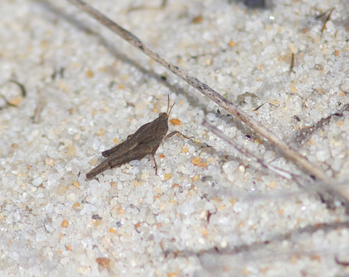 Slender Groundhopper photo 5