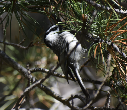 iNaturalist observation photo of Mountain Chickadee