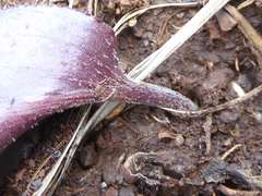 Drimiopsis burkei