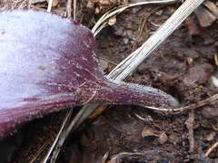Drimiopsis burkei