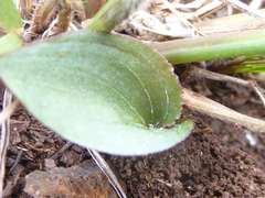 Drimiopsis burkei