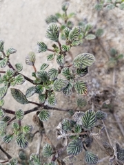 Tiquilia plicata