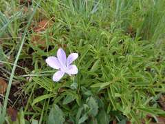 Barleria wilmsiana